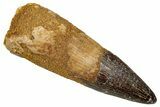 Fossil Spinosaurus Tooth - Real Dinosaur Tooth #343496-1